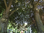 Twee beuken op begraafplaats